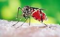 Ο κίνδυνος επανεμφάνισης και μετάδοσης της ελονοσίας, είναι υπαρκτός. Πώς αντιμετωπίζεται;