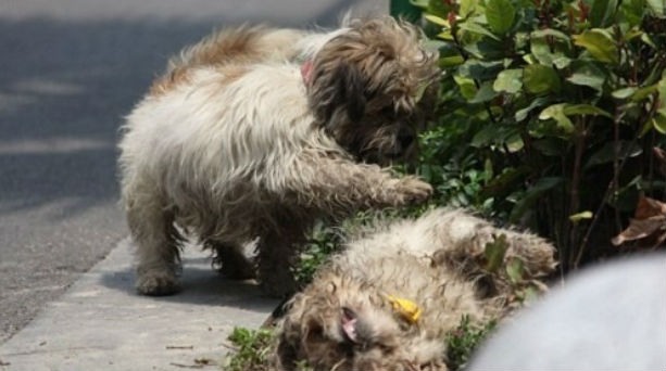 Σκύλος κλαίει δίπλα στην νεκρή σκυλίτσα του! - Φωτογραφία 1
