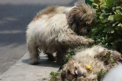 Σκύλος κλαίει δίπλα στην νεκρή σκυλίτσα του!