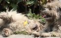 Σκύλος κλαίει δίπλα στην νεκρή σκυλίτσα του! - Φωτογραφία 2