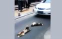 Σκύλος κλαίει δίπλα στην νεκρή σκυλίτσα του! - Φωτογραφία 3