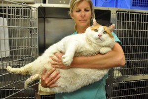Παχύσαρκη γάτα ζυγίζει όσο ένας άνθρωπος 270 κιλών - Φωτογραφία 1