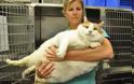 Παχύσαρκη γάτα ζυγίζει όσο ένας άνθρωπος 270 κιλών