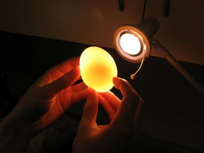 Το πείραμα του γυμνού αυγού-Αυγό vs Ξύδι - Φωτογραφία 8