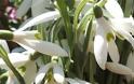 Γάλανθος ο χιονώδης(Galanthus Νivalis): Ο πιο σπάνιος θησαυρός στις Σκουριές Χαλκιδικής