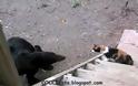 Ατρόμητη γάτα τα βάζει με αρκούδα! (video)