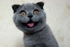 Αυτή είναι η πιο χαριτωμένη γάτα στον κόσμο! Και όχι δεν είναι ψεύτικη! [Video]