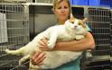 Παχύσαρκη γάτα ζυγίζει όσο ένας άνθρωπος 270 κιλών [Video]