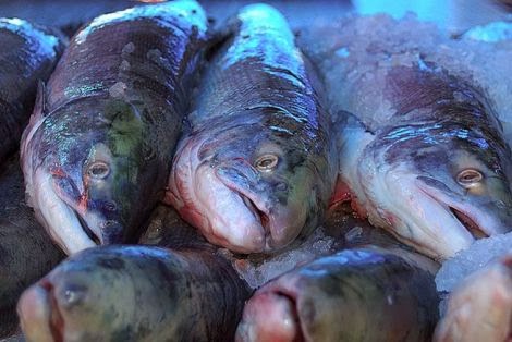 Δέσμευση κατεψυγμένων αλιευμάτων 2.600 κιλών στον Πειραιά - Φωτογραφία 1