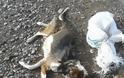 Φρίκη στη Ναύπακτο από νέο μαρτυρικό θάνατο σκύλου