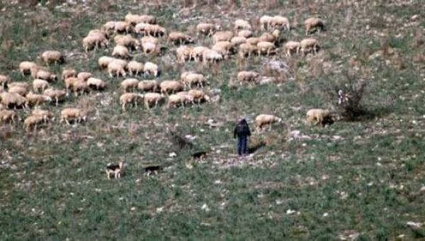 Έκλεψαν οχτώ… πρόβατα! - Φωτογραφία 1
