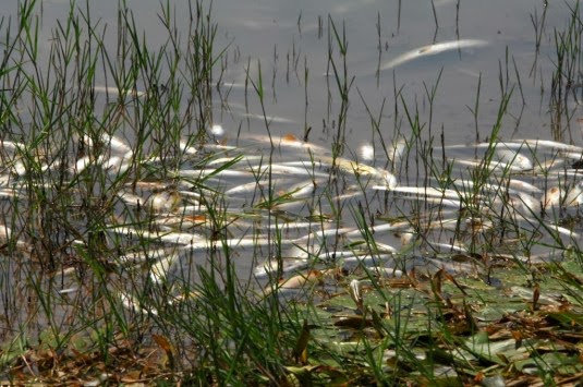 Η απότομη πτώση της θερμοκρασίας του νερού έπνιξε τα ψάρια της λίμνης Λάδωνα - Φωτογραφία 1
