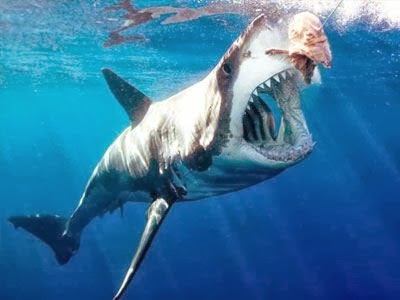 Αυστραλία: Φυλάκιση για όποιον γλυτώνει καρχαρία από αγκίστρι των αρχών - Φωτογραφία 1