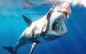 Αυστραλία: Φυλάκιση για όποιον γλυτώνει καρχαρία από αγκίστρι των αρχών