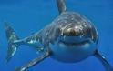 «Άπαιχτος» ψαροντουφεκάς επέζησε από επίθεση καρχαρία