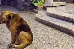 Αυτός ο σκύλος πηγαίνει κάθε μέρα στην εκκλησία - Ο λόγος θα ραγίσει και την πιο σκληρή καρδιά!