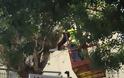 Επιχείρηση κλαδέματος στα δένδρα της Χαλκίδας - Φωτογραφία 3