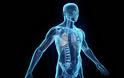 Ποιό είναι το βαρύτερο όργανο στο ανθρώπινο σώμα;