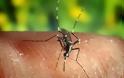 Στον «αέρα» οι διεθνείς διαγωνισμοί για το πρόγραμμα καταπολέμησης κουνουπιών