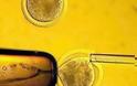 Δημιούργησαν εμβρυικά βλαστοκύτταρα χωρίς έμβρυα