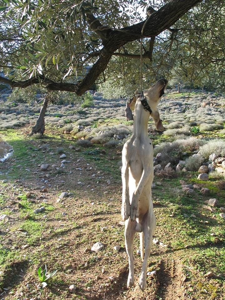 Ρόδος: Το απαγχόνισε και το άφησε κρεμασμένο για να το βλέπουν όλοι - Φωτογραφία 2