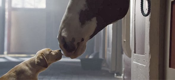 Σκυλίσια αγάπη: Η πιο τρυφερή διαφήμιση για... μπύρα που είδατε ποτέ! [video] - Φωτογραφία 1
