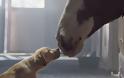 Σκυλίσια αγάπη: Η πιο τρυφερή διαφήμιση για... μπύρα που είδατε ποτέ! [video]