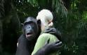 Με μια «ανθρώπινη αγκαλιά» ο χιμπατζής ευχαρίστησε τη γυναίκα που του έσωσε τη ζωή! [video]