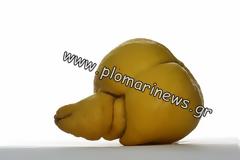 Ένα περίεργο λεμόνι από το Πλωμάρι Λέσβου