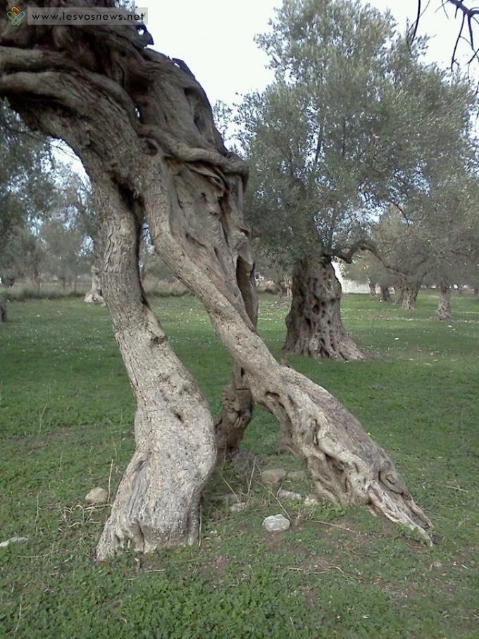 Όταν οι ελιές στη Λέσβο χορεύουν... - Φωτογραφία 2