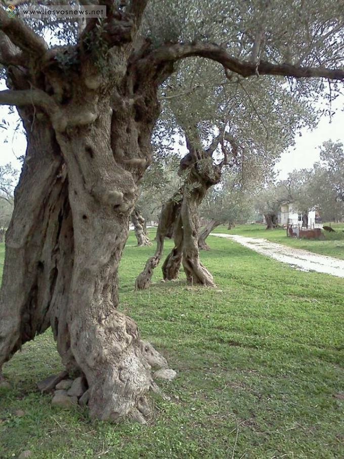 Όταν οι ελιές στη Λέσβο χορεύουν... - Φωτογραφία 3