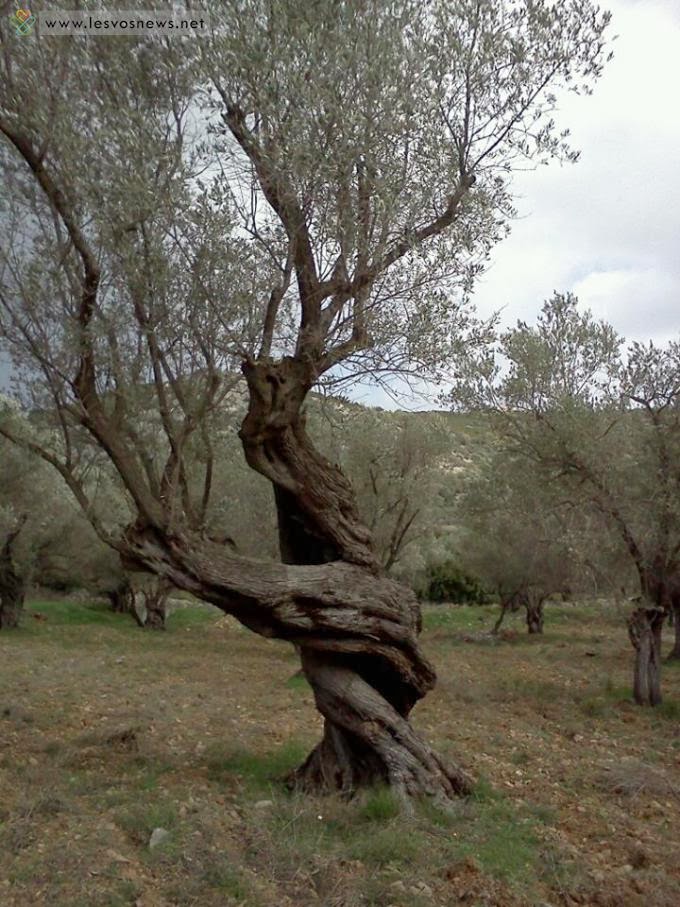 Όταν οι ελιές στη Λέσβο χορεύουν... - Φωτογραφία 4