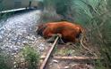 Φθιώτιδα: Τρένο τράκαρε με αγελάδα και εκτροχιάστηκε
