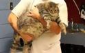 Γάτα με το όνομα «κεφτές» που ζυγίζει 17 κιλά