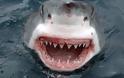 «Τα Σαγόνια του καρχαρία»... στα αλήθεια
