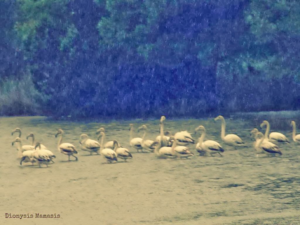 ΟΙΚΙΠΑ: Παρατήρηση πουλιών στους υγρότοπους της Στροφυλιάς - Φωτογραφία 1