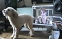 Πως αντιδρούν τα σκυλιά όταν βλέπουν τους ιδιοκτήτες τους μέσω skype [video]