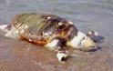 Πρέβεζα: Προβληματισμό προκαλεί στις αρμόδιες αρχές ο εντοπισμός πέντε νεκρών χελωνών Καρέτα - Καρέτα