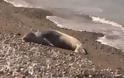 Σε παραλία της Ρόδου επέλεξε να ξεκουραστεί μια φώκια [Video]