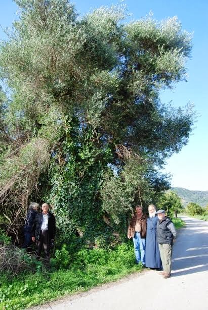 Κατακρεουργούν ακόμα και παραδοσιακούς ελαιώνες για να έχουν καυσόξυλα - Τι αναφέρεται σε υπόμνημα ΣΕΔΗΚ - Φωτογραφία 2