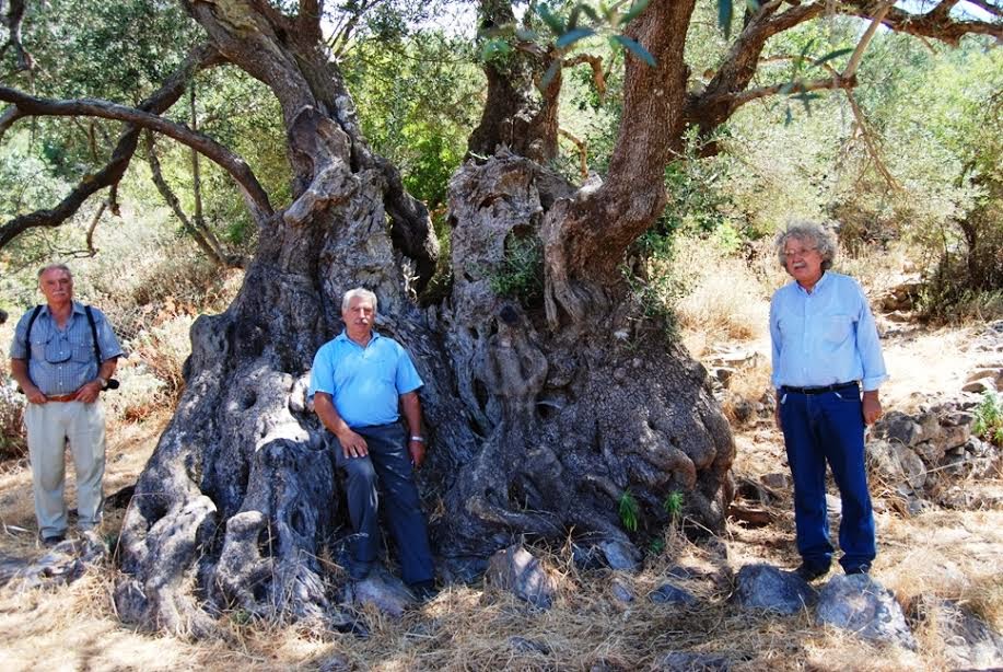 Κατακρεουργούν ακόμα και παραδοσιακούς ελαιώνες για να έχουν καυσόξυλα - Τι αναφέρεται σε υπόμνημα ΣΕΔΗΚ - Φωτογραφία 4