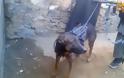 Ταλιμπάν αιχμαλώτισαν “Αμερικάνο Πράκτορα” σκύλο! Αναλυτικό Ρεπορτάζ [Video] - Φωτογραφία 1