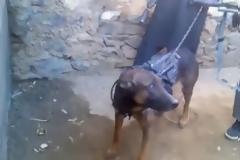 Ταλιμπάν αιχμαλώτισαν “Αμερικάνο Πράκτορα” σκύλο! Αναλυτικό Ρεπορτάζ [Video]