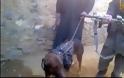 Ταλιμπάν αιχμαλώτισαν “Αμερικάνο Πράκτορα” σκύλο! Αναλυτικό Ρεπορτάζ [Video] - Φωτογραφία 2