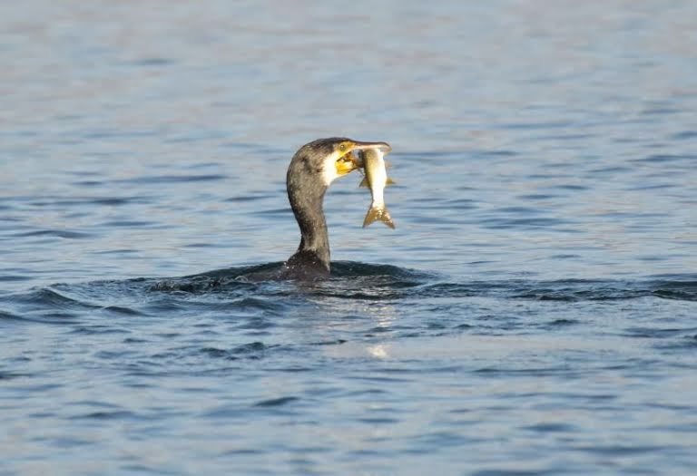 Το ζώο της εβδομάδας: Κορμοράνος (Phalacrocorax  carbo) - Φωτογραφία 2