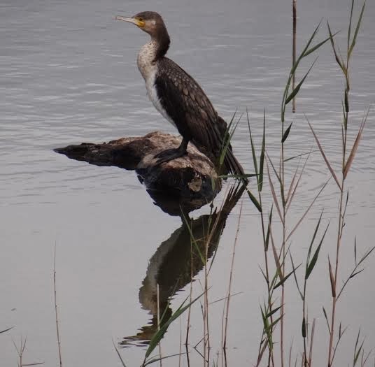 Το ζώο της εβδομάδας: Κορμοράνος (Phalacrocorax  carbo) - Φωτογραφία 3