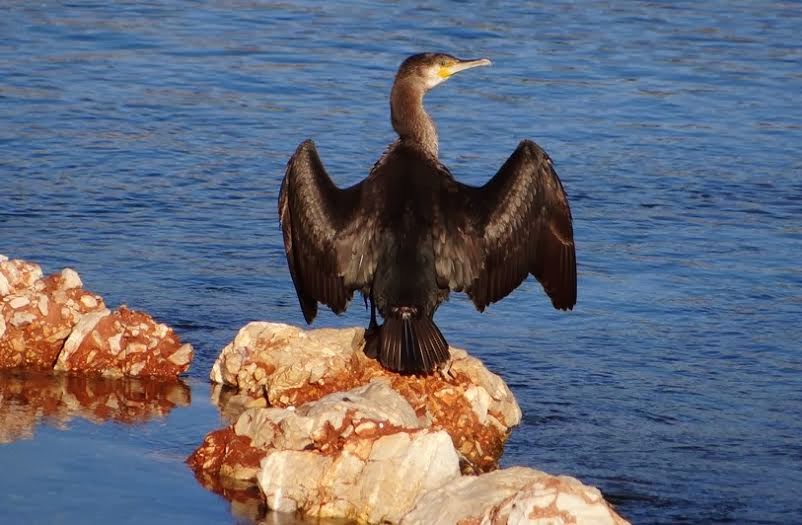 Το ζώο της εβδομάδας: Κορμοράνος (Phalacrocorax  carbo) - Φωτογραφία 4