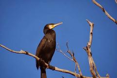 Το ζώο της εβδομάδας: Κορμοράνος (Phalacrocorax  carbo)