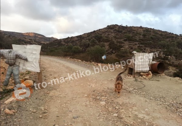 Καταγγελία αναγνώστη: Τα βαρελόσκυλα του Αγιοφάραγγου (Ηράκλειο Κρήτης) - Φωτογραφία 4