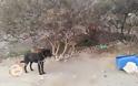 Καταγγελία αναγνώστη: Τα βαρελόσκυλα του Αγιοφάραγγου (Ηράκλειο Κρήτης) - Φωτογραφία 2